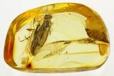 Huge Fossil Awl-Fly (Xylophagidae) In Baltic Amber - Rare! #272691-1
